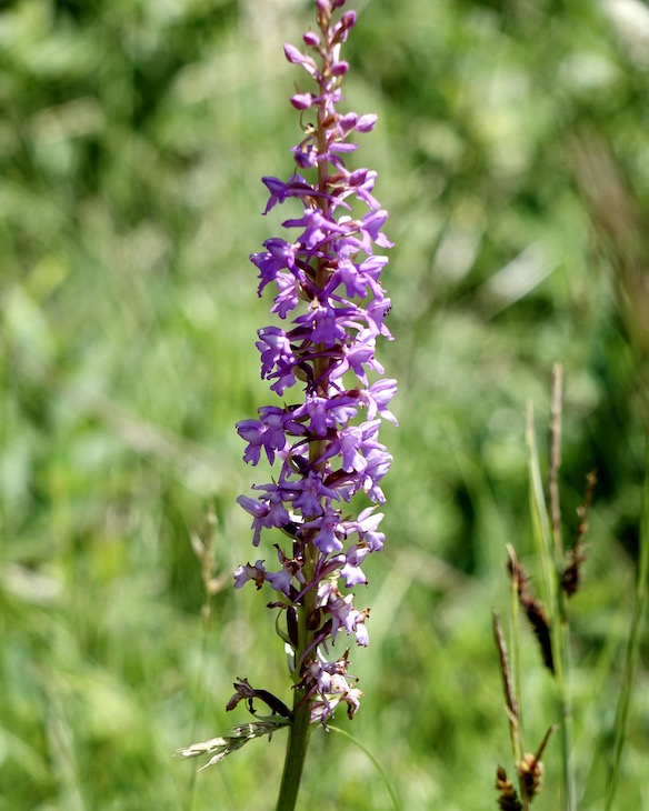fragrant